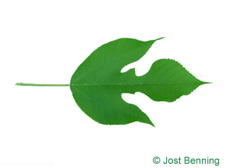 The lobed leaf of Paper Mulberry