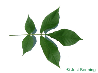 The compound leaf of Shagbark Hickory