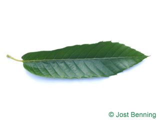 The lanceolate leaf of European Chestnut