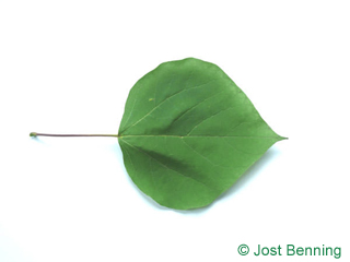 The heart-shaped leaf of Southern Catalpa