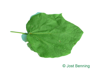 The heart-shaped leaf of Yellow Catalpa