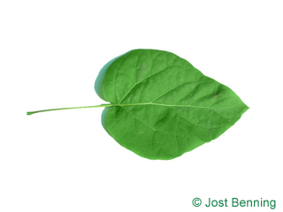 The heart-shaped leaf of Northern Catalpa