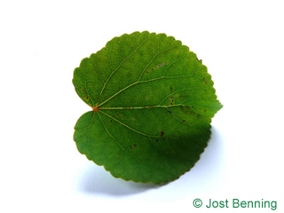 The rounded leaf of Katsura Tree