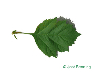 The ovoid leaf of Redhaw Hawthorn