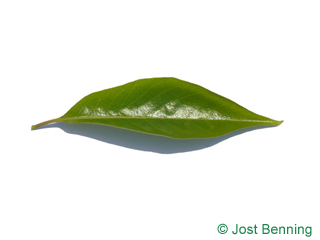 The lanceolate leaf of Date Plum