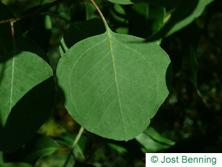 The rounded leaf of Silver Dollar Gum