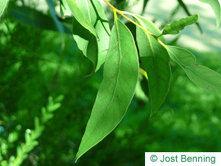 The lanceolate leaf of Broad-Leaved White Mahagoni