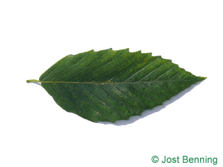 The lanceolate leaf of American Beech