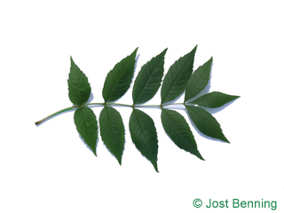 The compound leaf of Ash