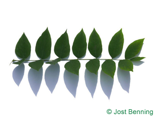 The compound leaf of Kentucky Coffee Tree