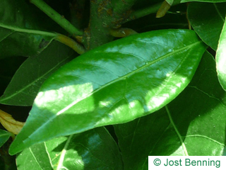 The lanceolate leaf of Laurel