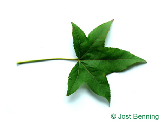 The lobed leaf of Sweetgum