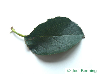 The ovoid leaf of Apple-Tree