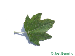 The sinuate leaf of White Poplar