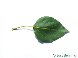 The triangular leaf of Carolina Poplar