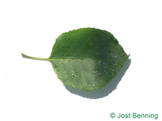 The ovoid leaf of Mahaleb Cherry