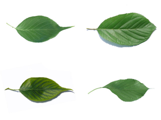 The ovoid leaf of Prunus serotina varieties