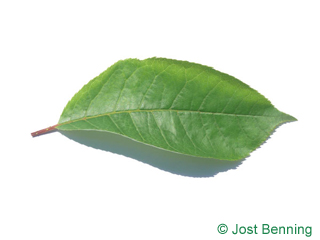 The ovoid leaf of Bitter Berry