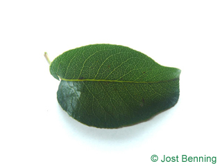 The ovoid leaf of Pear