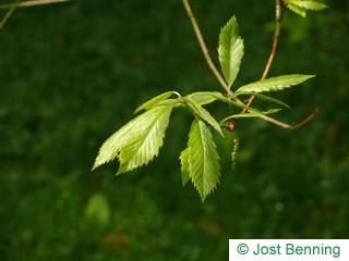 The lanceolate leaf of Sawtooth Oak