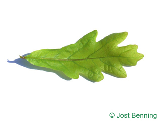 The sinuate leaf of White Oak