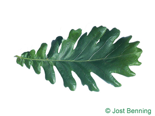 The sinuate leaf of Hungarian Oak