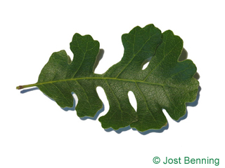 The sinuate leaf of Valley Oak