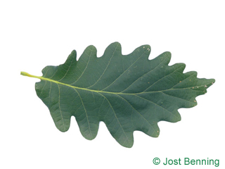 The sinuate leaf of Caucasian Oak