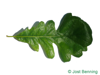 The sinuate leaf of Bur Oak