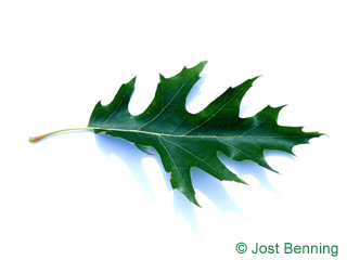 The sinuate leaf of Pin Oak