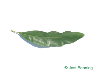 The lanceolate leaf of Willow Oak