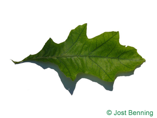 The sinuate leaf of Shumard Oak