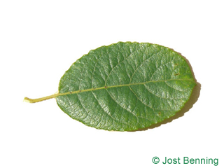 The ovoid leaf of Goat Willow