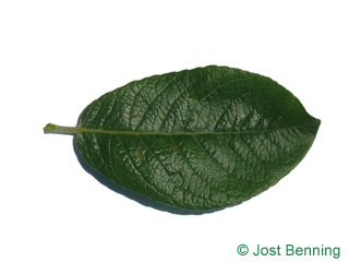 The ovoid leaf of Dune Willow