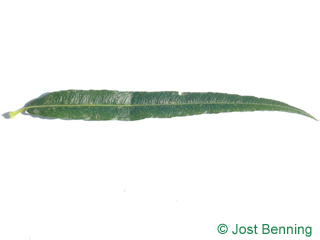 The lanceolate leaf of Common Osier
