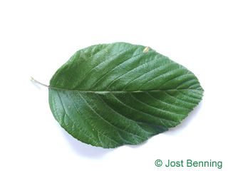 The ovoid leaf of Whitebeam