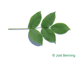 The compound leaf of Bumald Bladdernut