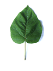cordate leaf here Lime