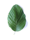 ovoids leaf here Mehlbeere