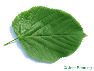 The heart-shaped leaf of Large Leaved American Lime