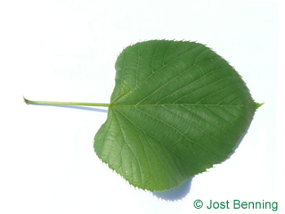 The heart-shaped leaf of American Lime