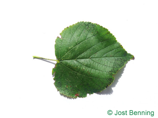 The heart-shaped leaf of Small Leaved Lime