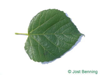 The heart-shaped leaf of Large Leaved Lime