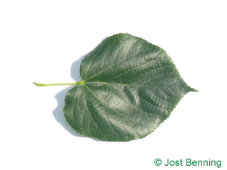 The heart-shaped leaf of Caucasian Lime